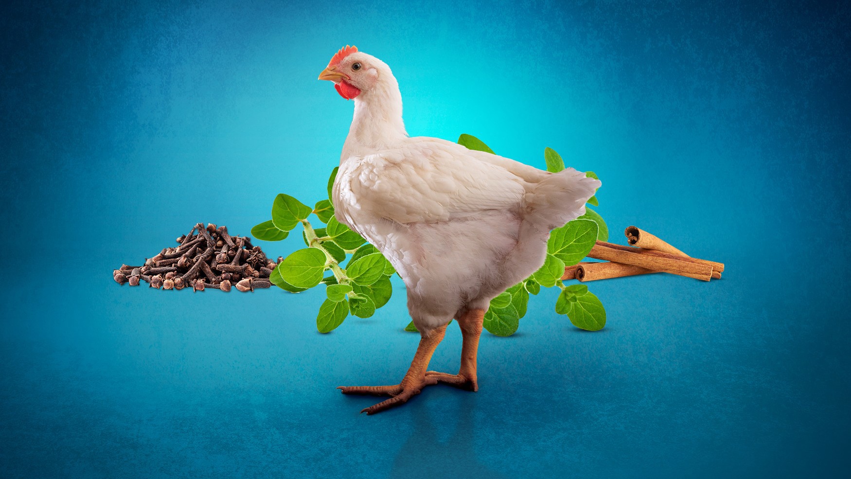 Broiler standing in front of a pile of cloves, plants and cinnamon sticks