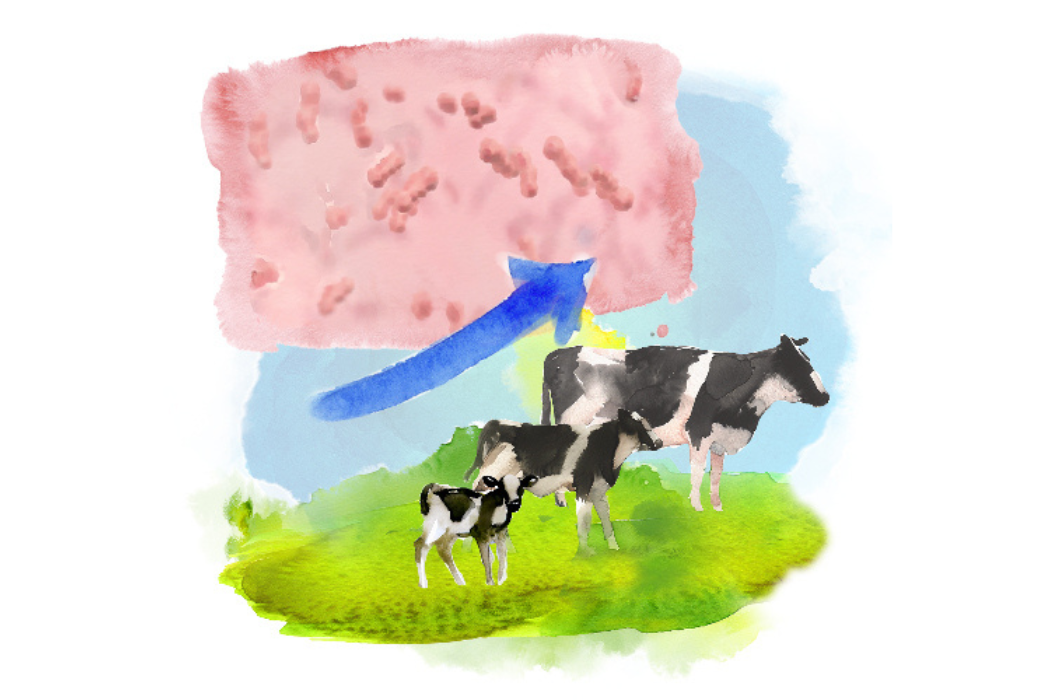 Drawn cows and fatty acids