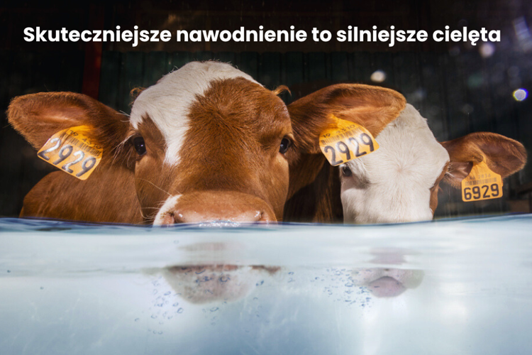Skuteczniejsze nawodnienie to silniejsze cielęta