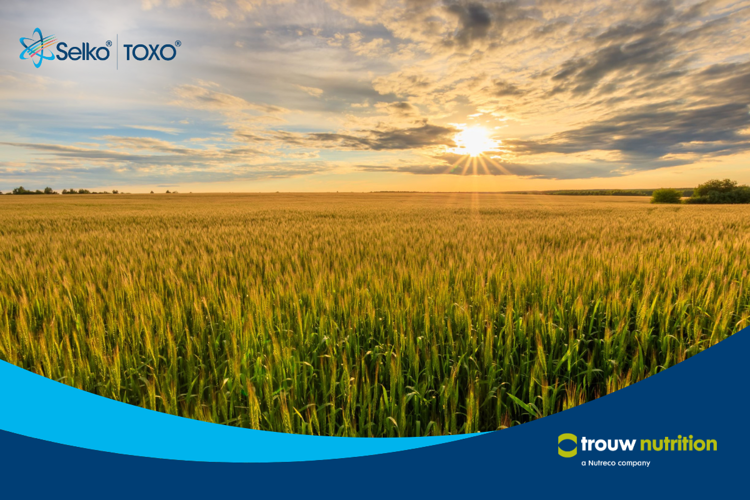 Zarządzanie ryzykiem mykotoksyn z Selko TOXO
