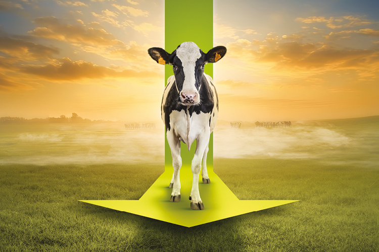 Cow walking forward on a green arrow with a field in the background