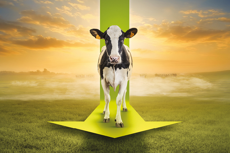 Krowa idąca do przodu na zielonej strzałce z polem w tle