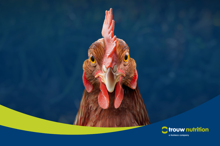 Layer Longevity Program