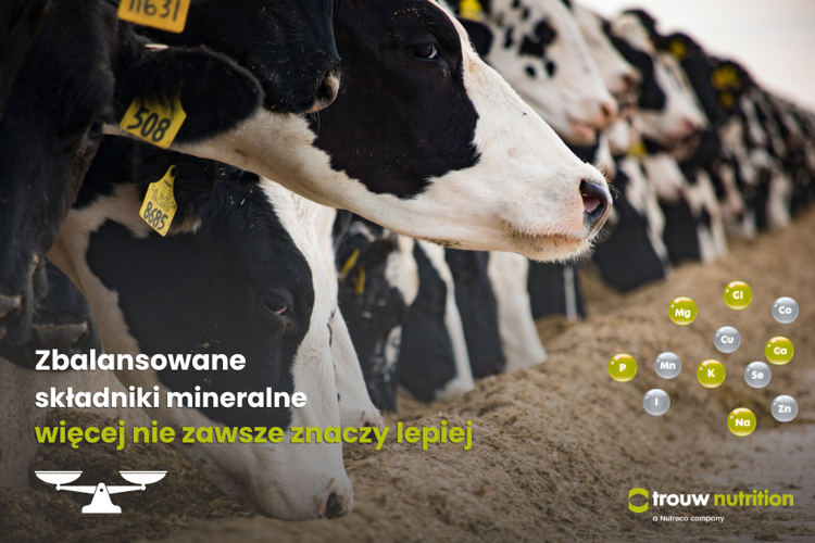 Zbalansowane składniki mineralne