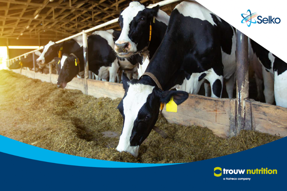 Selko TMR - Trouw Nutrition Poland